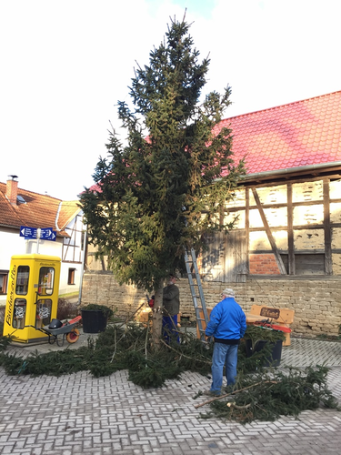 2022-02-05 Baum fällt, Kübel schick_1.JPG