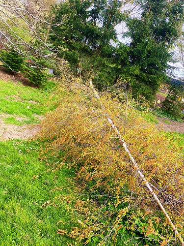 2022-04-30 Maifeuer_02.JPG